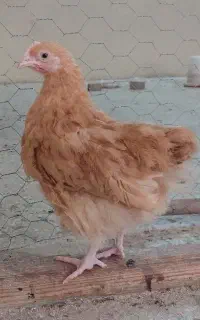 نیمچه اورپینگتون باف