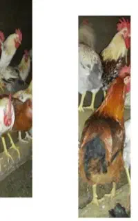 فروش تخم مرغ محلی نطفه دار گلپایگانی درجه یک