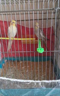 عروس هلندی بخان