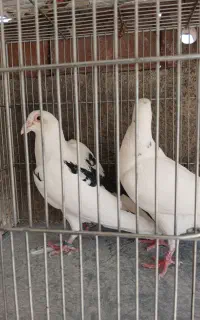 یک جفت بنشان