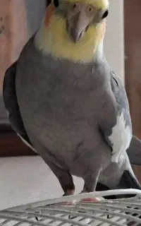 گم شده