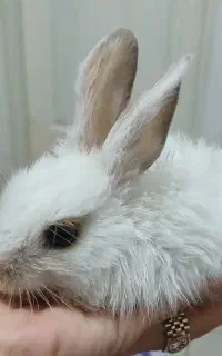 خرگوش