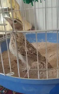 سهره