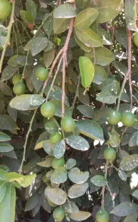 اجاره باغ لیمو ترش پر بار