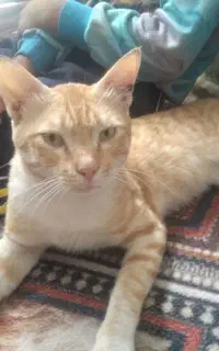 گربه