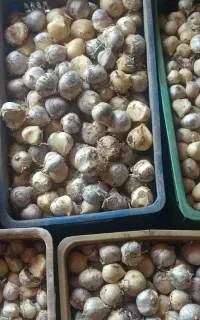 موسیر کوهی اسینم (سیر کوهی)