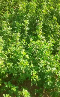یونجه چن و سال اول
