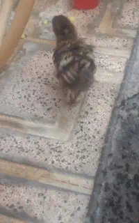 جوجه زبر زرنگ رسمی ۱۵۰