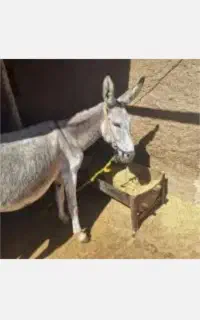 شیر الاغ تازه هرروز موجوده