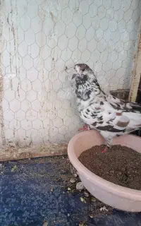 کفتر
