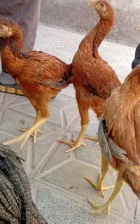 مرغ وخروس لاری