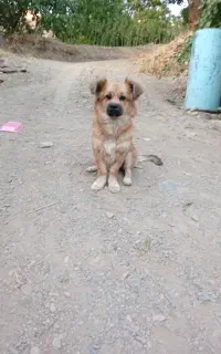 سگ پامر