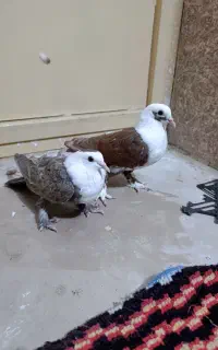 کبوتر رنگی