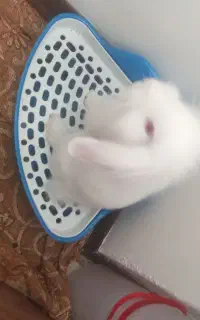 خرگوش نر زیر سه ماه