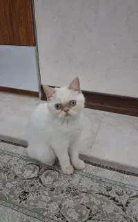 واگذاری گربه