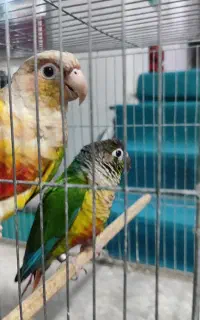 آناناسی و یلوساید مولد