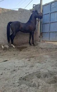 نریان. مادیان. کره