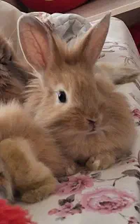 خرگوش لوپ نر ۳ ماهه
