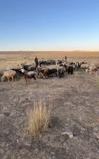 چوپان کار بلد حقوق ماهانه ۲۵ میلیون با خرج و جا