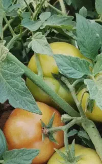 فروش یک هکتارونیم گوجه