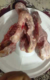 مخصوص حیوانات