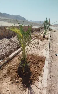 پاجوش درخت خرما