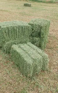 فروش یونجه درجه یک خالص٪