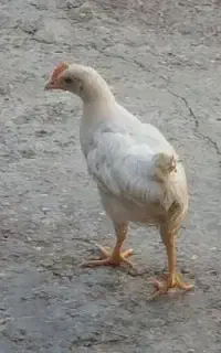 جوجه دوتا