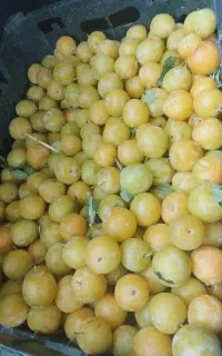 حراج الوزرد خوشمزه ملس و شیرین