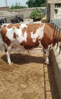 گاو در سبزوار