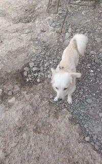 سگ پاکوتاه