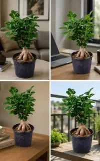 بنسای جنسینگ فیکوس