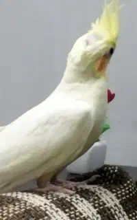 عروس هلندی