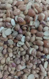 حبوبات