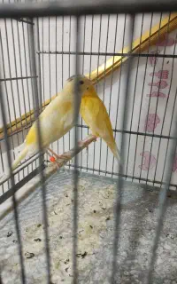 جوجه قناری زرقان