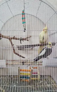 یک جفت عروس هلندی