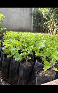 نهال گلدانی ارقام نهال