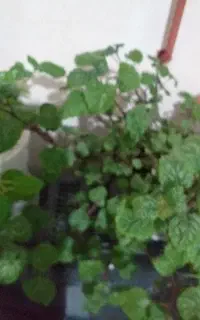 گل خانگی ا گلدان۱۵۰۰۰۰۰ه هزار تومان