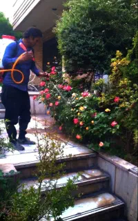 سمپاشی و باغبانی تضمینی تهران