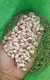 لوبیا چیتی