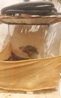 قفس