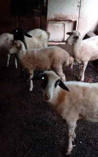 ۵عدد گوسفند ۴تا ماده یه نر