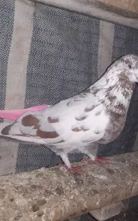 یه جفت کبوتر پرشی عالی