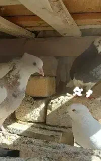 کبوتر گمشده