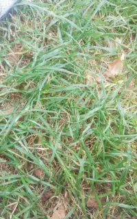 کارگرحرفه ای صحرا