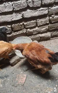 جوجه ۵۰روزه