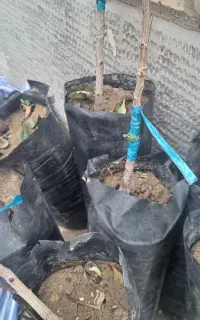 پیوند پسته و..