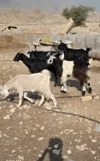 تیشتر،کهره