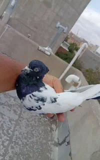 پرنده