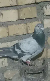 کبوتر مسافتی